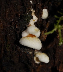 Pseudomerulius curtisii