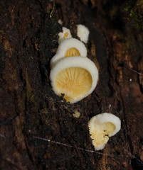 Pseudomerulius curtisii
