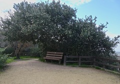 Rhus integrifolia × ovata