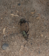 Gymnopleurus miliaris