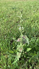 Cichorium intybus