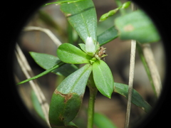 Spermacoce multicaulis