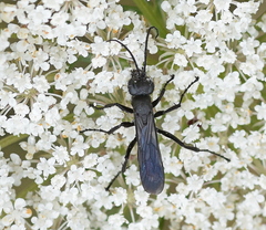 Anoplius nigerrimus