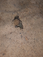 Gymnopleurus miliaris