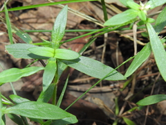 Spermacoce multicaulis