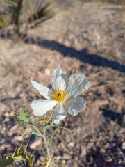 Argemone gracilenta