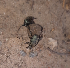 Gymnopleurus miliaris