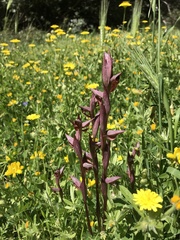 Bilamellaria