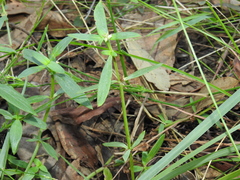 Spermacoce multicaulis