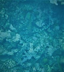 Myrichthys maculosus