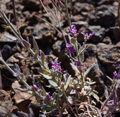 Boechera breweri breweri