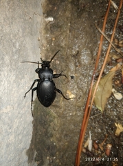 Carabus coriaceus