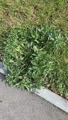 Echium vulgare