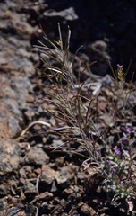 Boechera breweri breweri