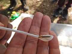 Tetragnatha