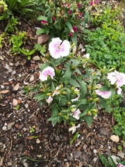 Dianthus chinensis × barbatus