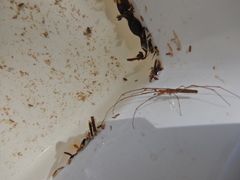 Tetragnatha