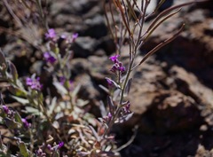 Boechera breweri breweri