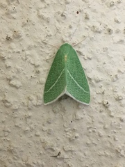Chlorosea banksaria