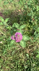 Trifolium pratense