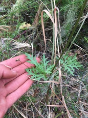 Sanicula hoffmannii