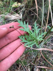 Sanicula hoffmannii