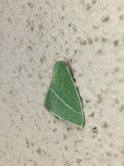 Chlorosea banksaria