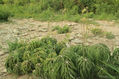 Syneilesis aconitifolia