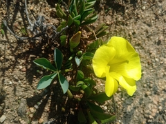 Oxalis flava