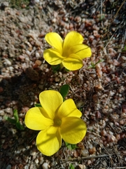 Oxalis flava
