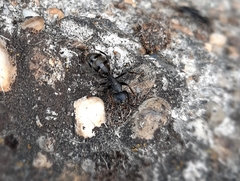 Camponotus vagus