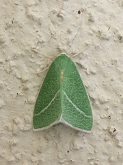 Chlorosea banksaria