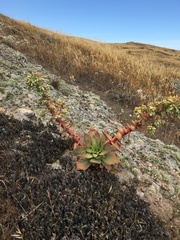 Dudleya candelabrum