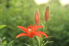Lilium concolor