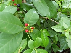 Rauvolfia tetraphylla