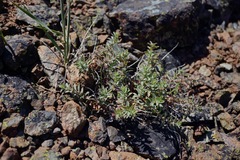 Epilobium nivium