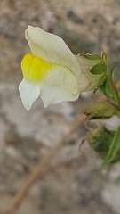 Antirrhinum siculum