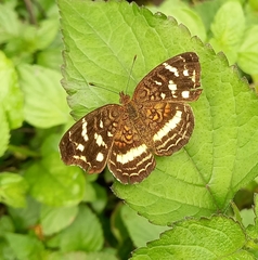 Anthanassa drusilla