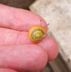 Cepaea