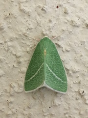 Chlorosea banksaria