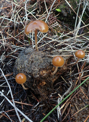 Psilocybe alutacea