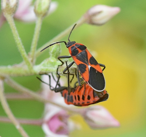 Tropidothorax leucopterus photo 4
