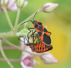 Tropidothorax leucopterus