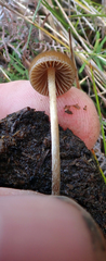 Psilocybe alutacea