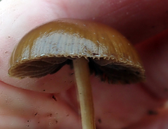 Psilocybe alutacea