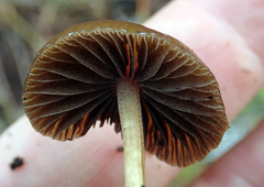 Psilocybe alutacea