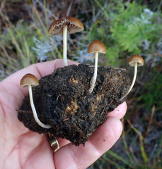 Psilocybe alutacea