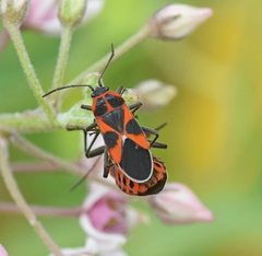 Tropidothorax leucopterus