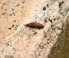 Clausiliinae