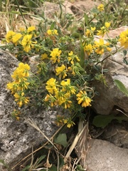 Lotus ornithopodioides